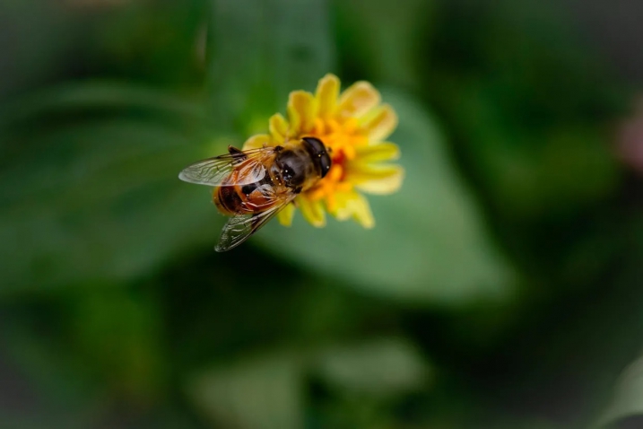 7 Bee-Friendly Garden Tips – Bee Hotels, Wild Zones & Veggie Gardens